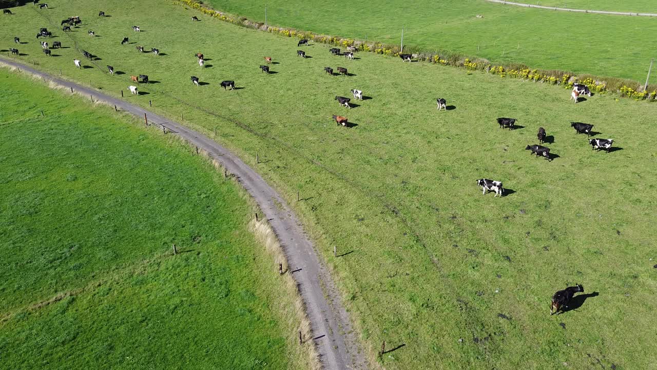 牧场，牧场:围起来的牧场和田地之间的道路上的一群牛农业景观，俯视图。视频素材