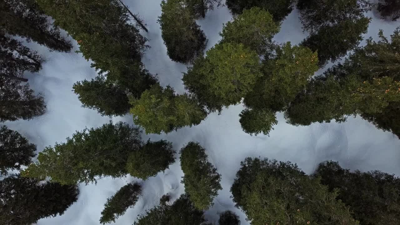 在雪中飞过平静的针叶林视频素材