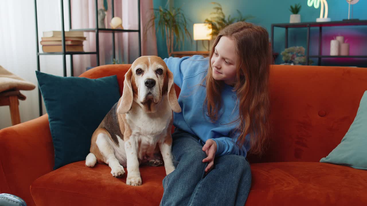 微笑的青春期前的女孩拥抱爱抚拥抱可爱的小猎犬宠物狗坐在沙发上视频素材