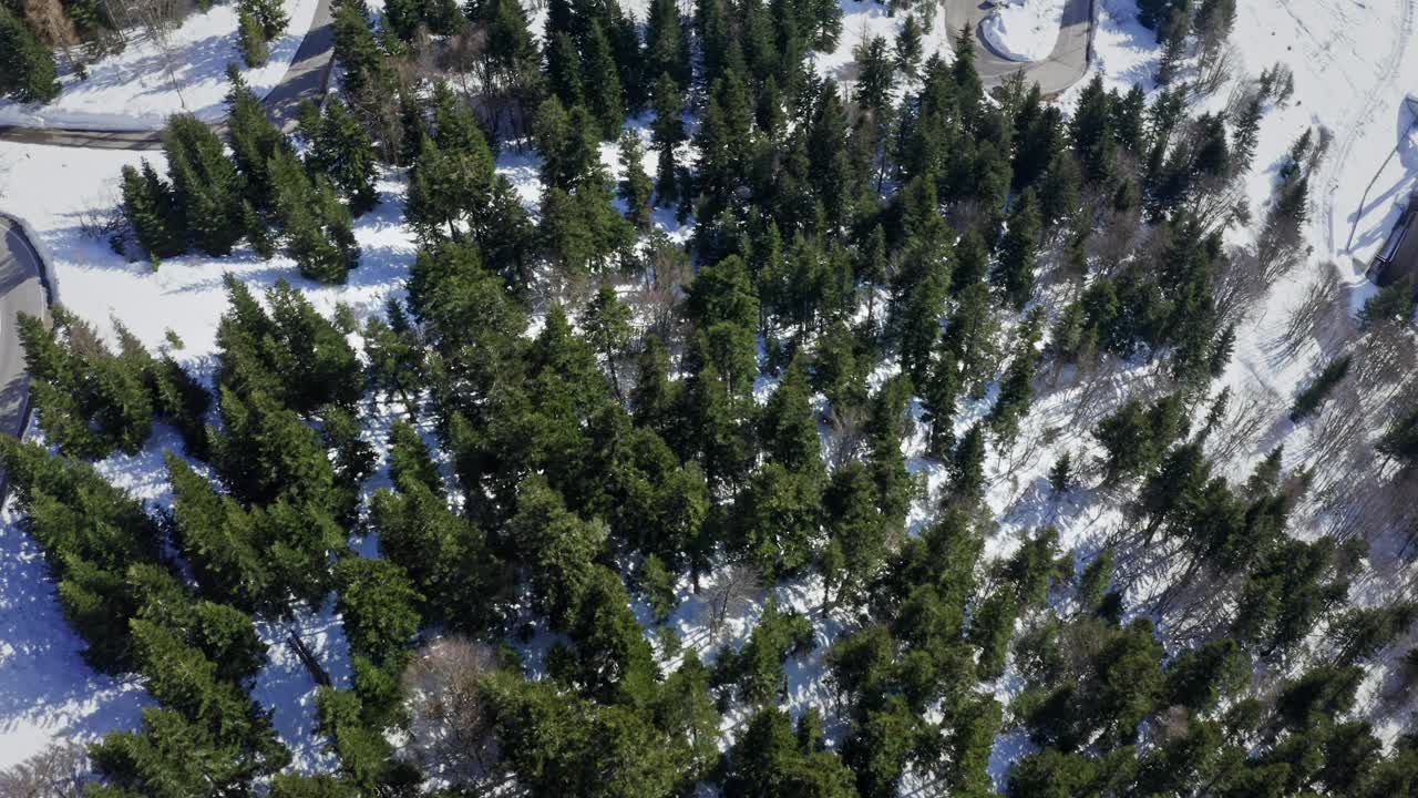 在明亮的日光下，鸟瞰一片浓密的、白雪覆盖的松林视频素材