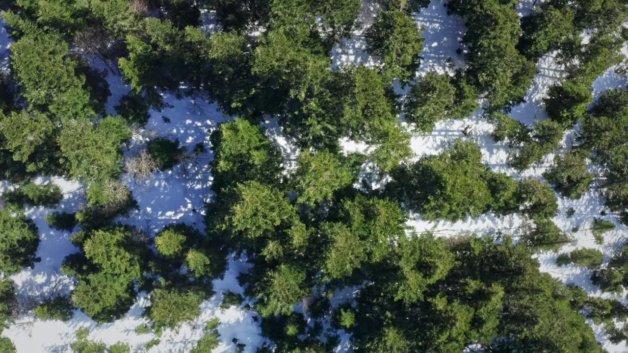 白雪皑皑的森林，从空中俯瞰，绿色的树木和白色的雪形成对比视频素材