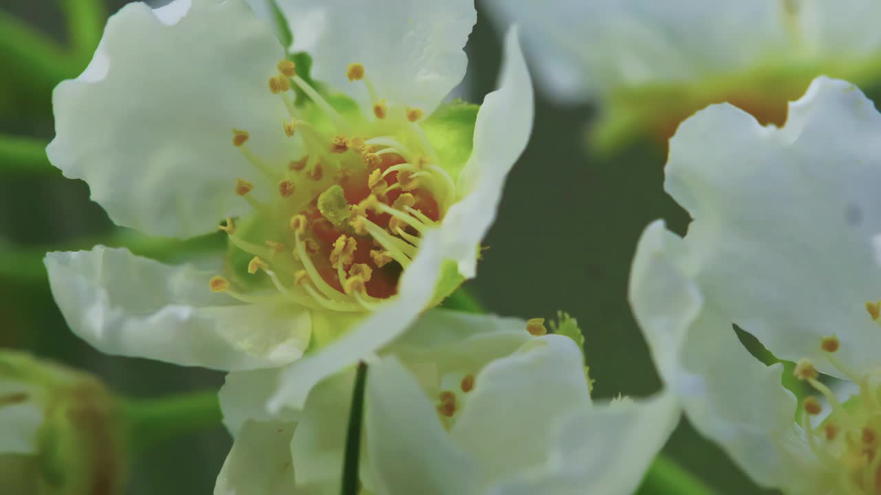 鸟樱花在春天的特写视频素材