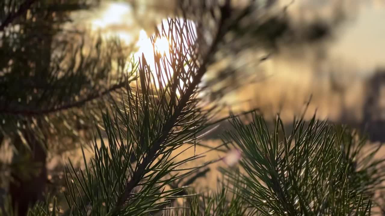 美丽的阳光景观镜头。阳光明媚的一天在松林模糊的背景视频素材