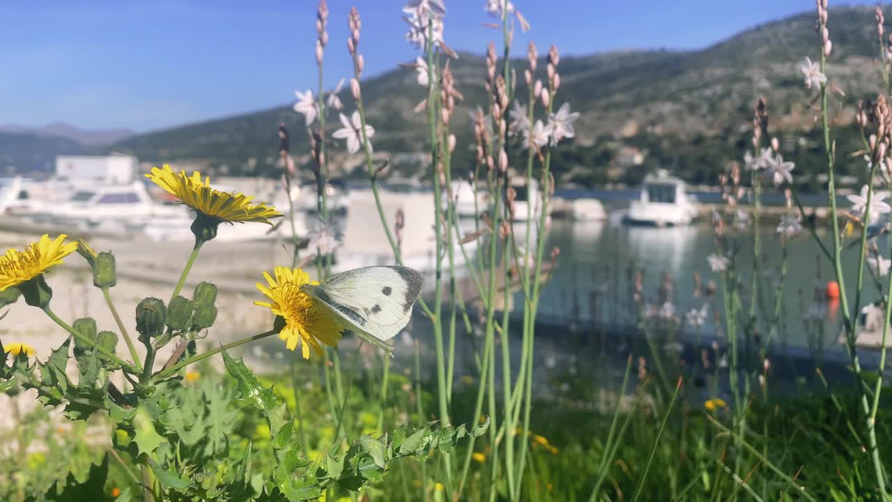 一只蝴蝶围着一朵花转视频素材