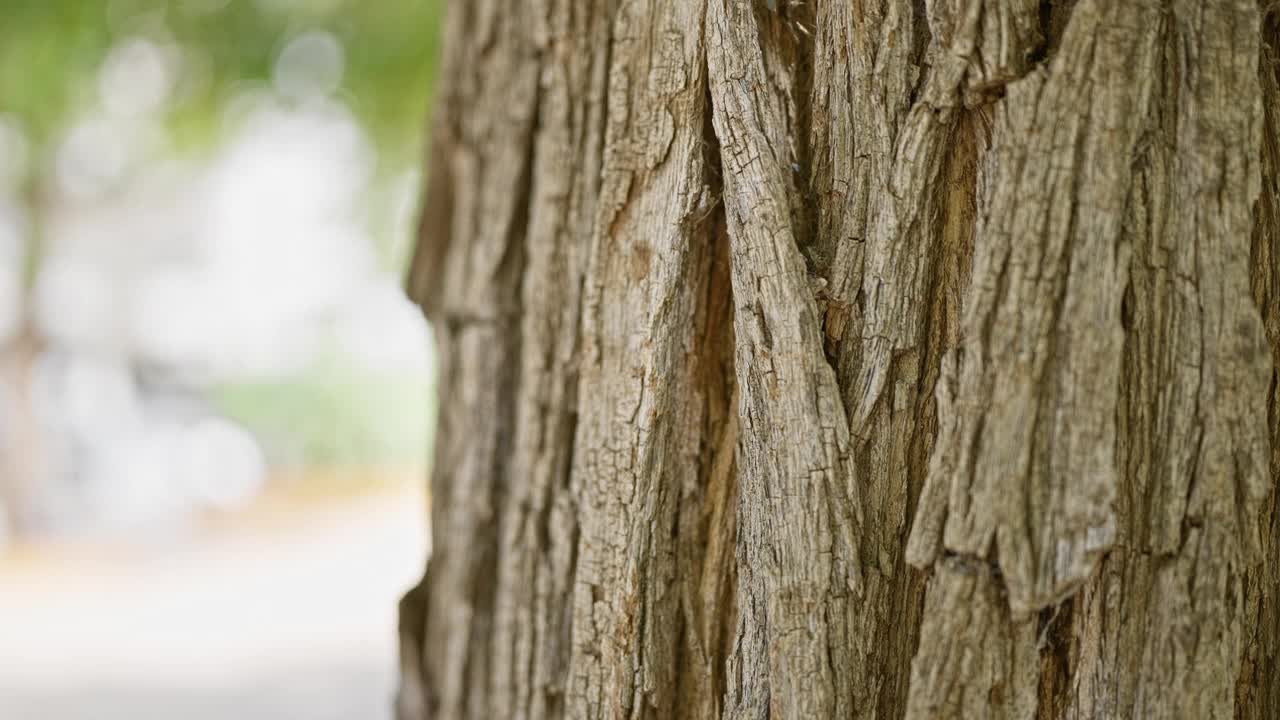 在宁静的户外环境中，人的手触摸着粗糙的树皮，象征着与自然的联系。视频素材