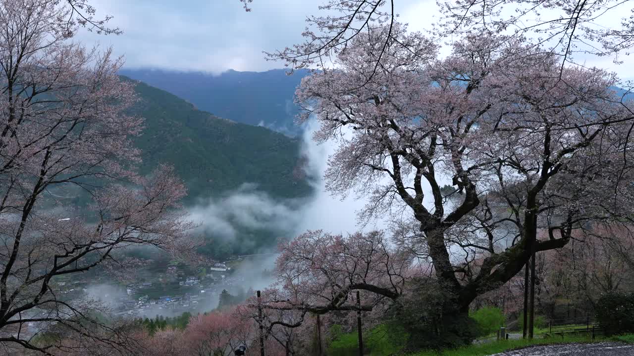 高知县新狗川町的一棵历史悠久的葫芦樱桃树视频下载