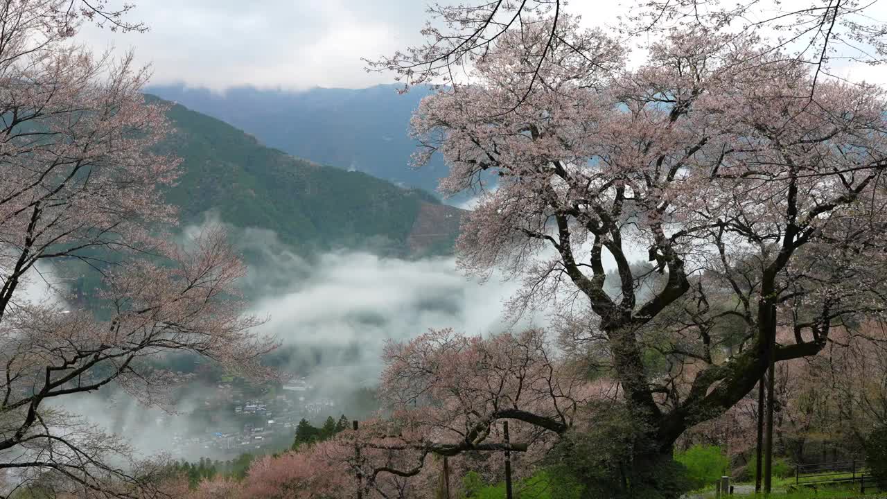 高知县新狗川町的一棵历史悠久的葫芦樱桃树视频下载