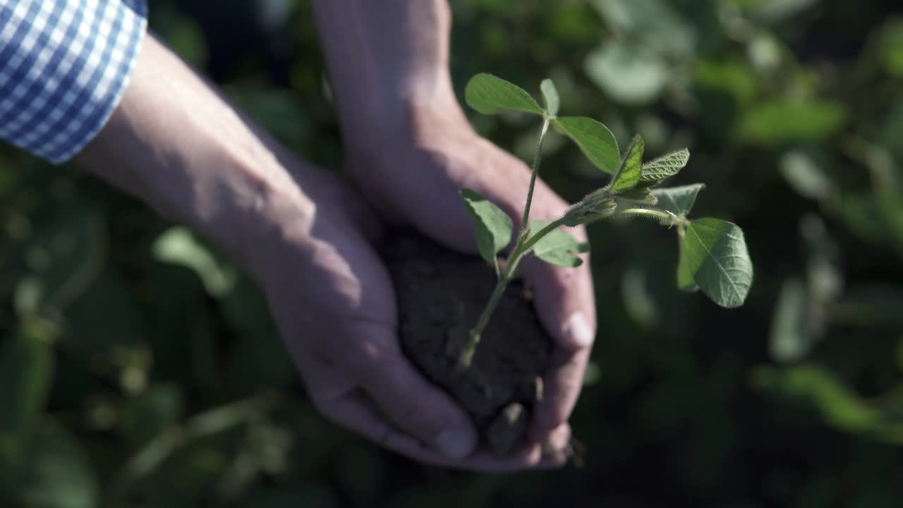 一位农民手里拿着一株栽培植物的幼苗，把它种在犁过的土壤里。农业、园艺或商业生态理念。视频素材