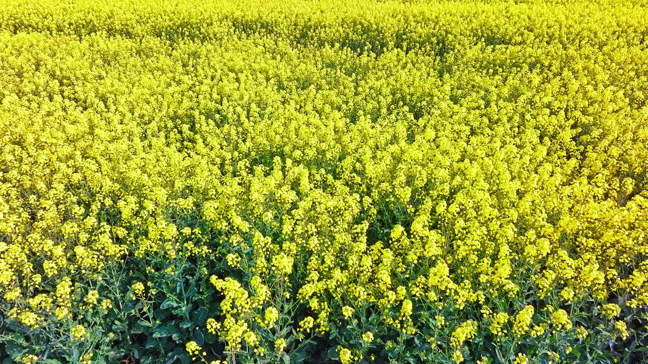 以色利前进党拍摄的油菜花盛开的田野视频素材