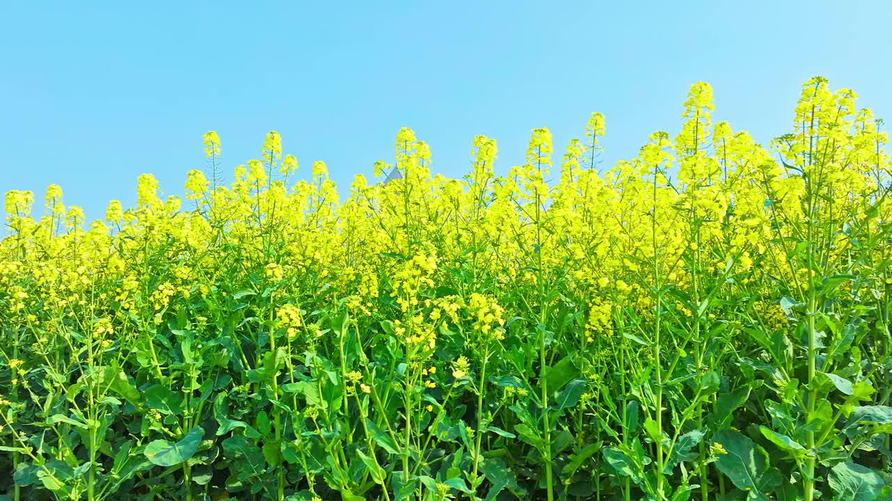 油菜花在田野里绽放的镜头视频素材