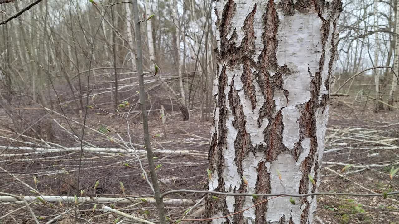 春天森林里的桦树视频下载