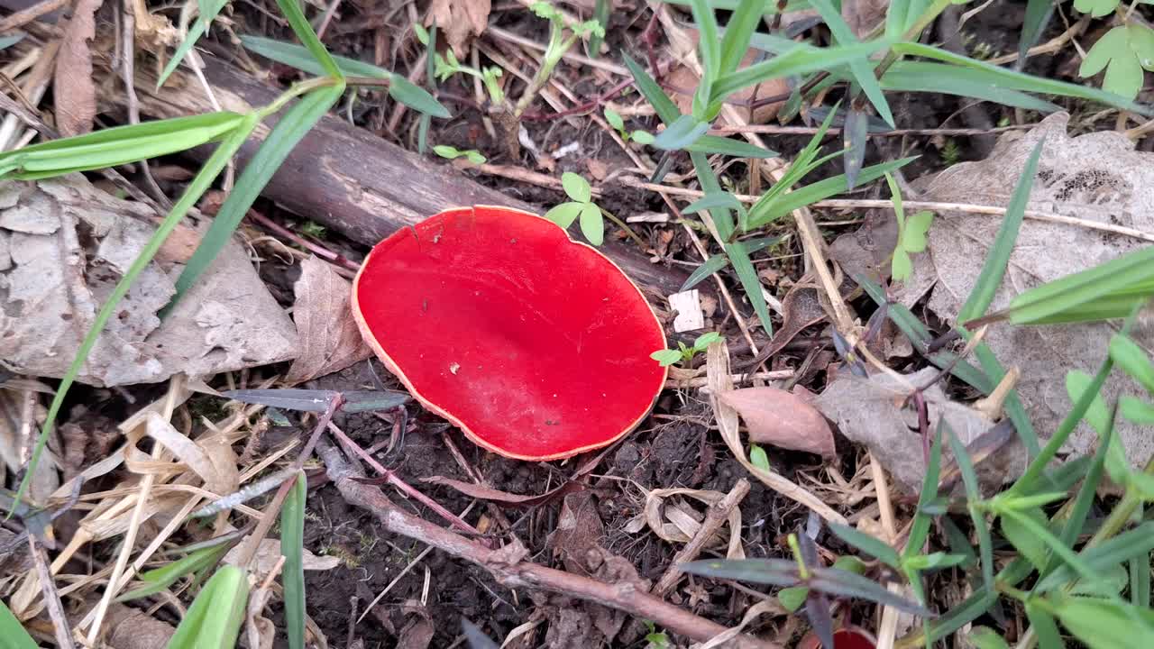 秋叶间的猩红杯菌视频下载