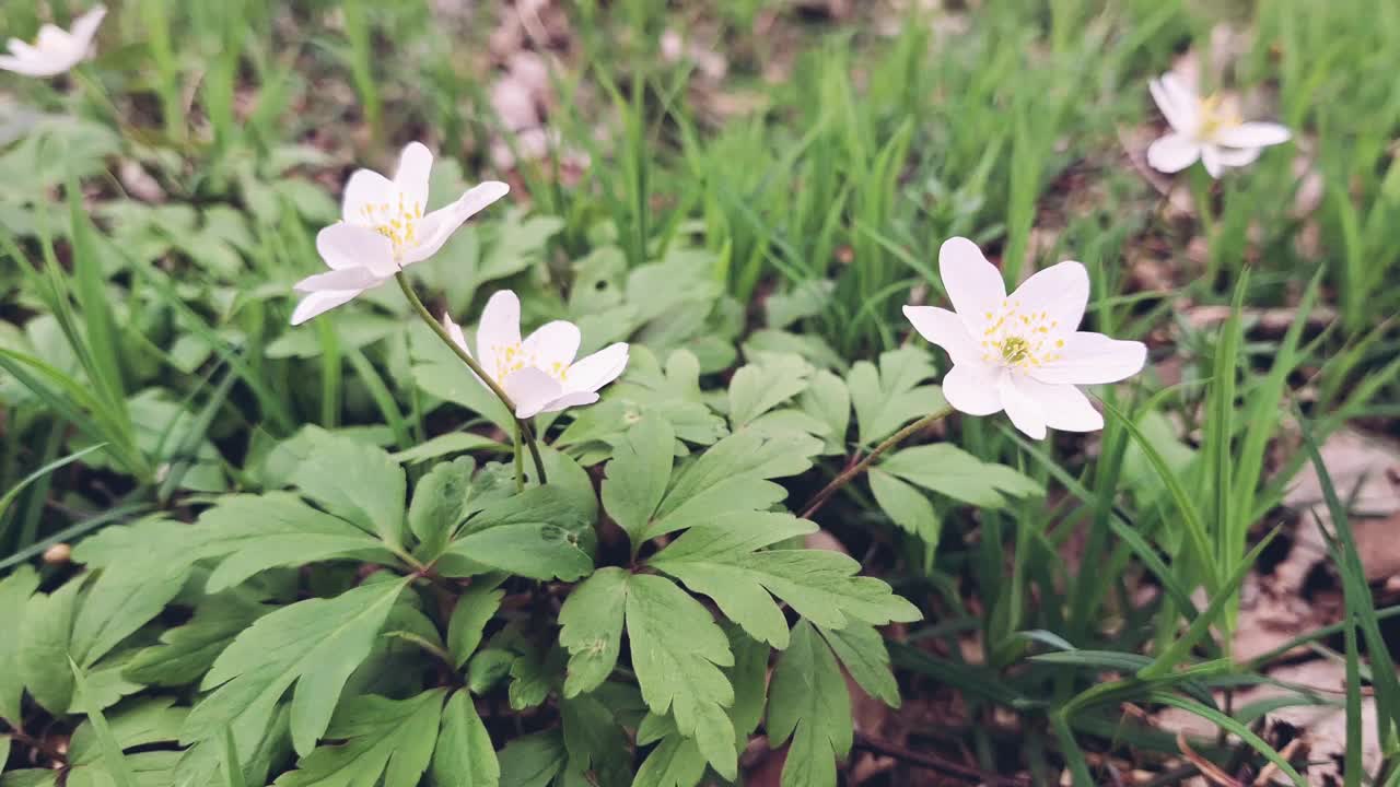 海葵在春天开花视频下载