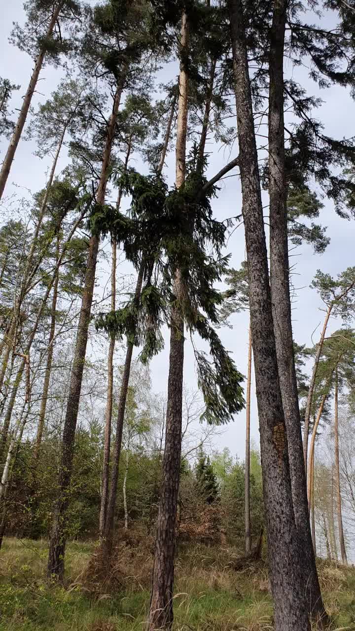 风吹着森林里的松树。视频素材