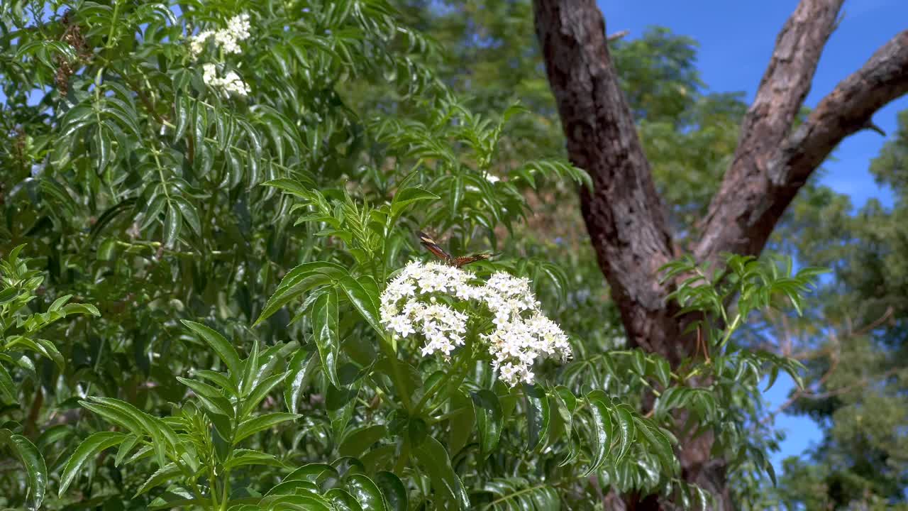 开花接骨木视频下载