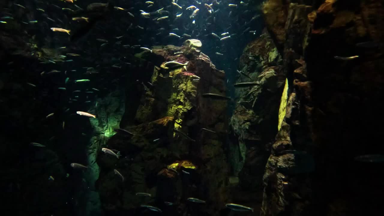 水族馆里的水下鱼群视频素材