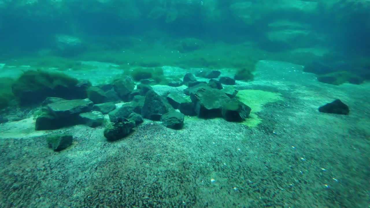 在水族馆水下飞行的海鸟。手持拍摄的视频素材