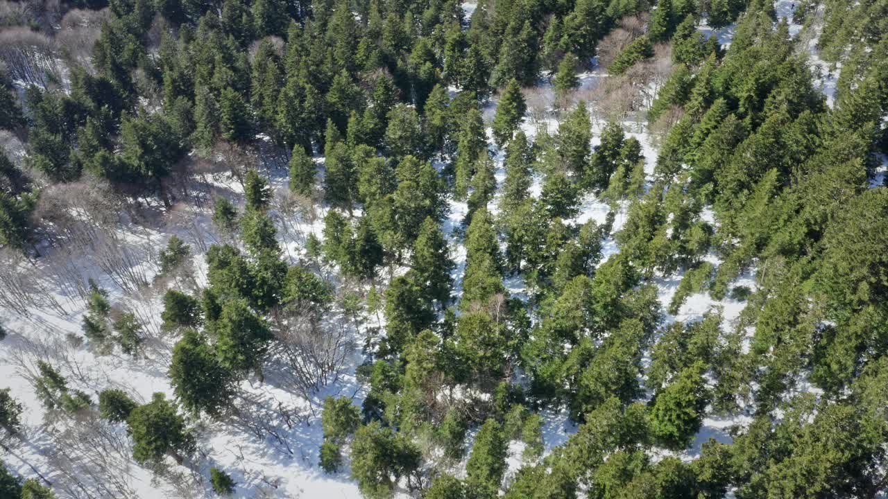 白雪皑皑的森林，阳光透过树木，投下阴影，鸟瞰视频素材