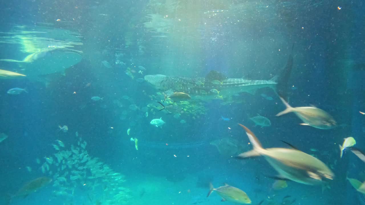 运动中的水下水族馆生命视频素材