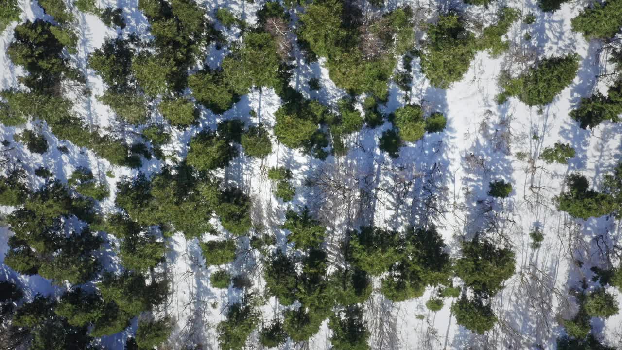 茂密的冬季森林中被雪覆盖的树木，正午太阳投下的阴影，鸟瞰图视频素材