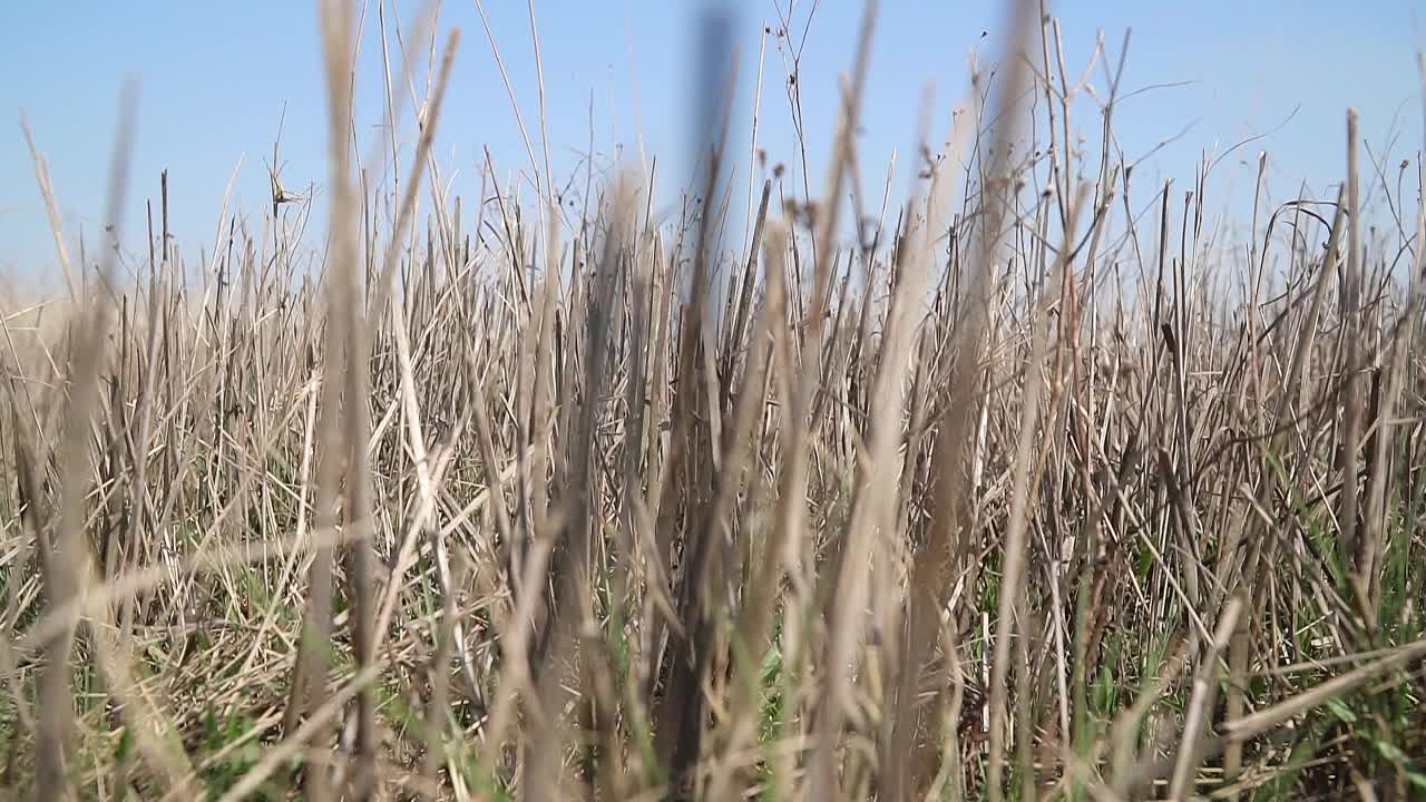 自然保护区的空地上覆盖着干芦苇和其他野生植物视频素材