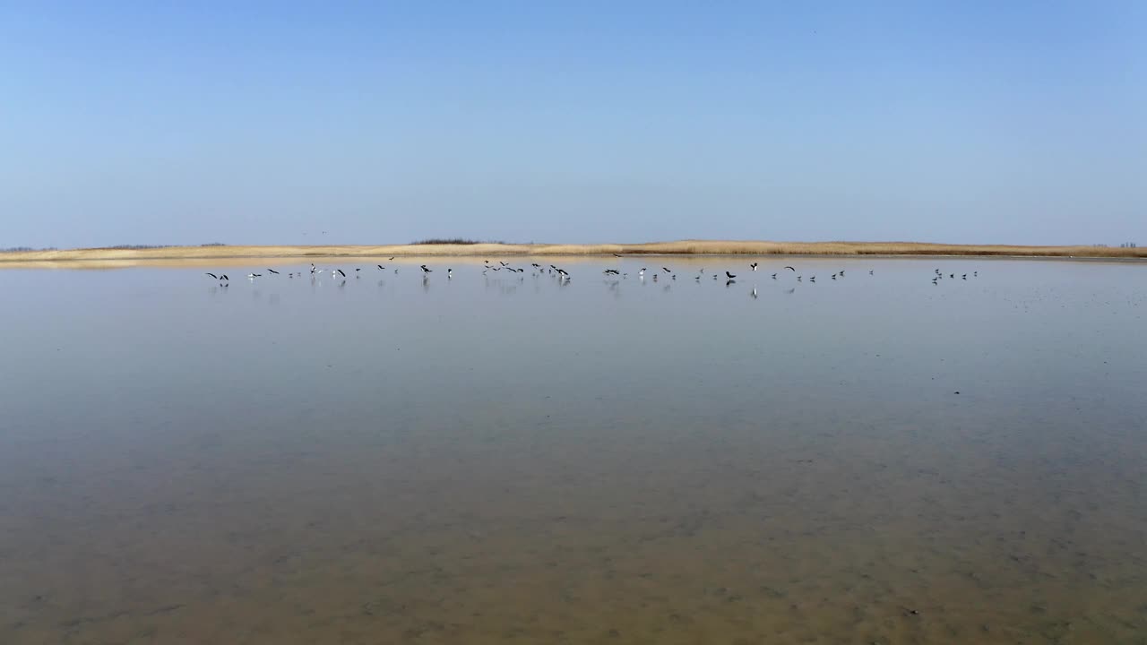 在自然保护区，无人机在一群鸟的身后飞过大片干涸的湖泊视频素材