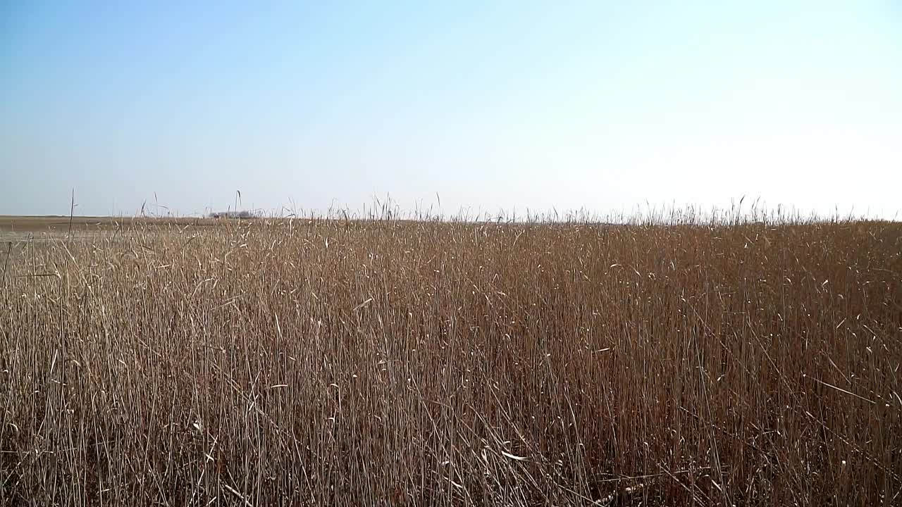 广阔平坦的土地覆盖着盐和干燥的芦苇和草在夏天蓝天下视频素材