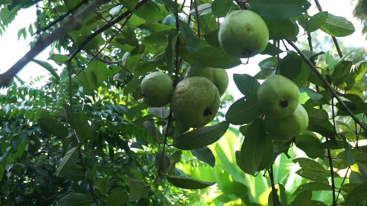 番石榴果实挂在树上视频素材