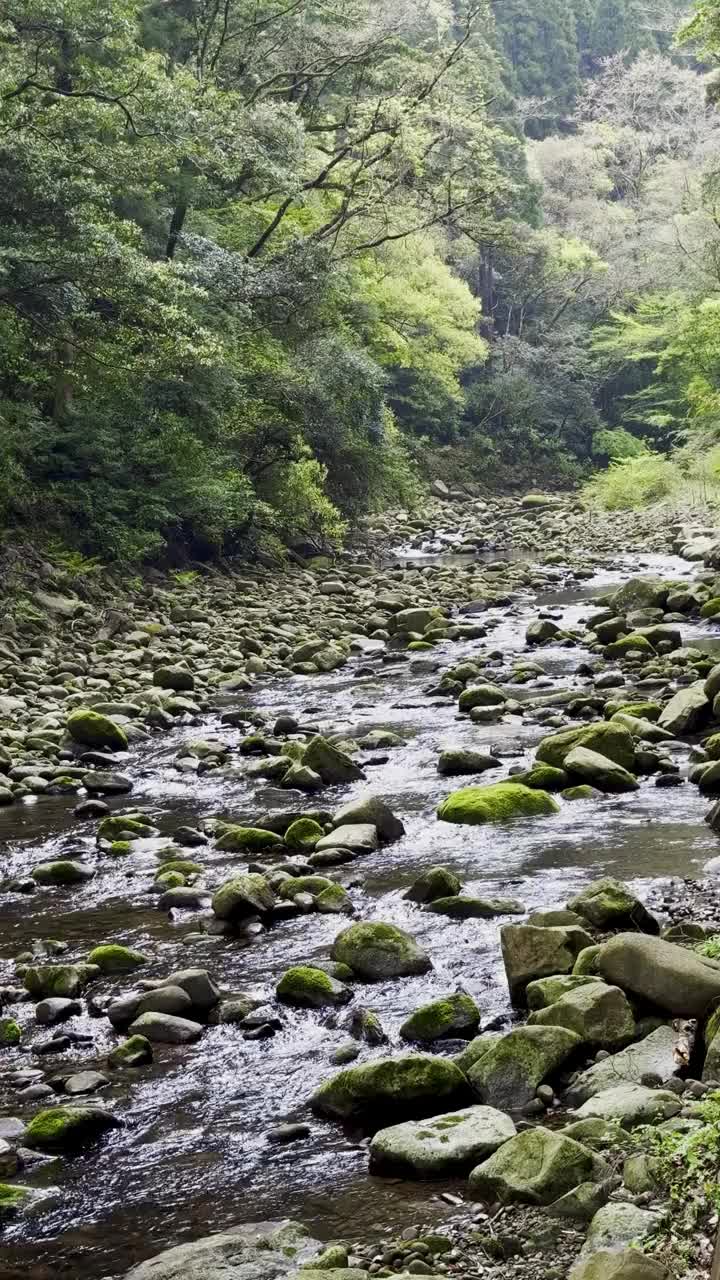 在雨林中流动的河流视频素材