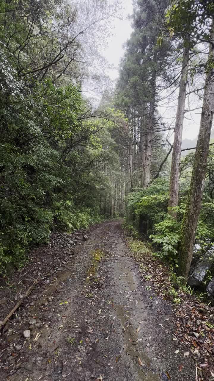 雨中有雾的森林小径视频下载