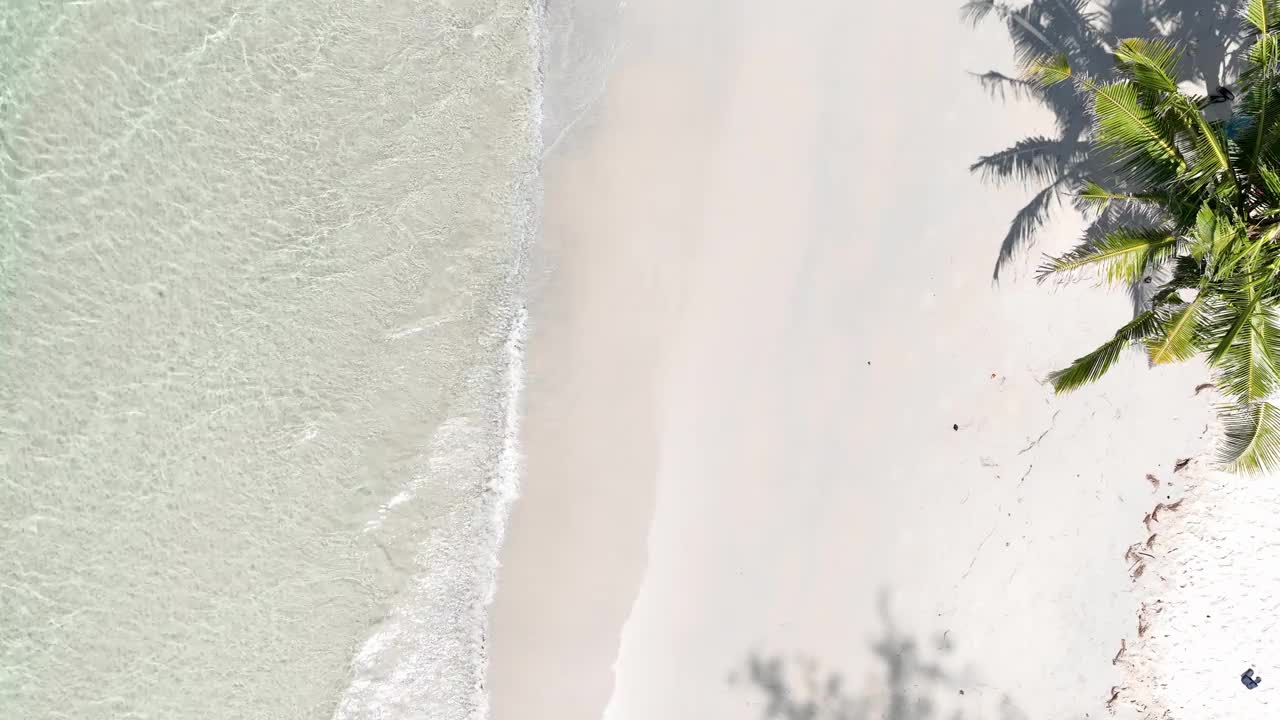 夏日棕榈树和热带海滩，蓝色的海滨背景视频素材