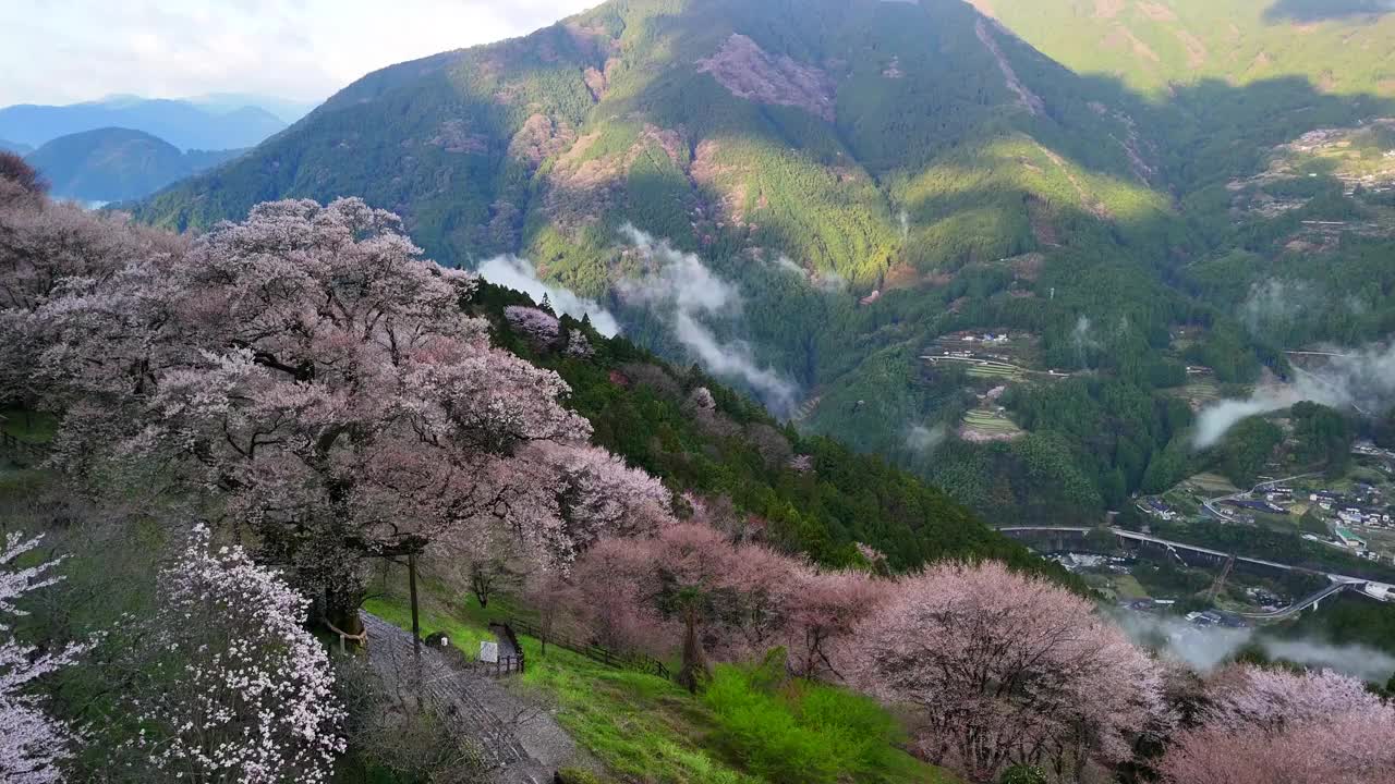 高知县新狗川町的一棵历史悠久的葫芦樱桃树视频下载