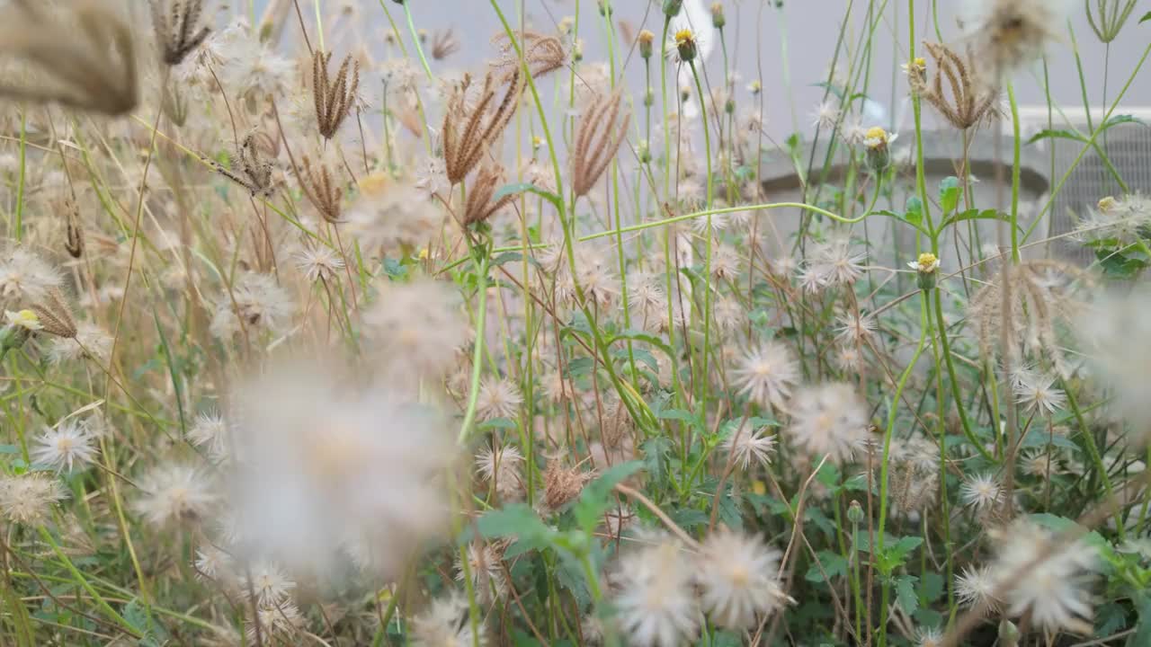 草和蒲公英样花的特写视频素材