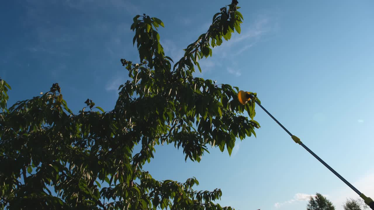 处理樱桃树害虫。园丁给樱桃树喷洒防虫喷雾视频下载