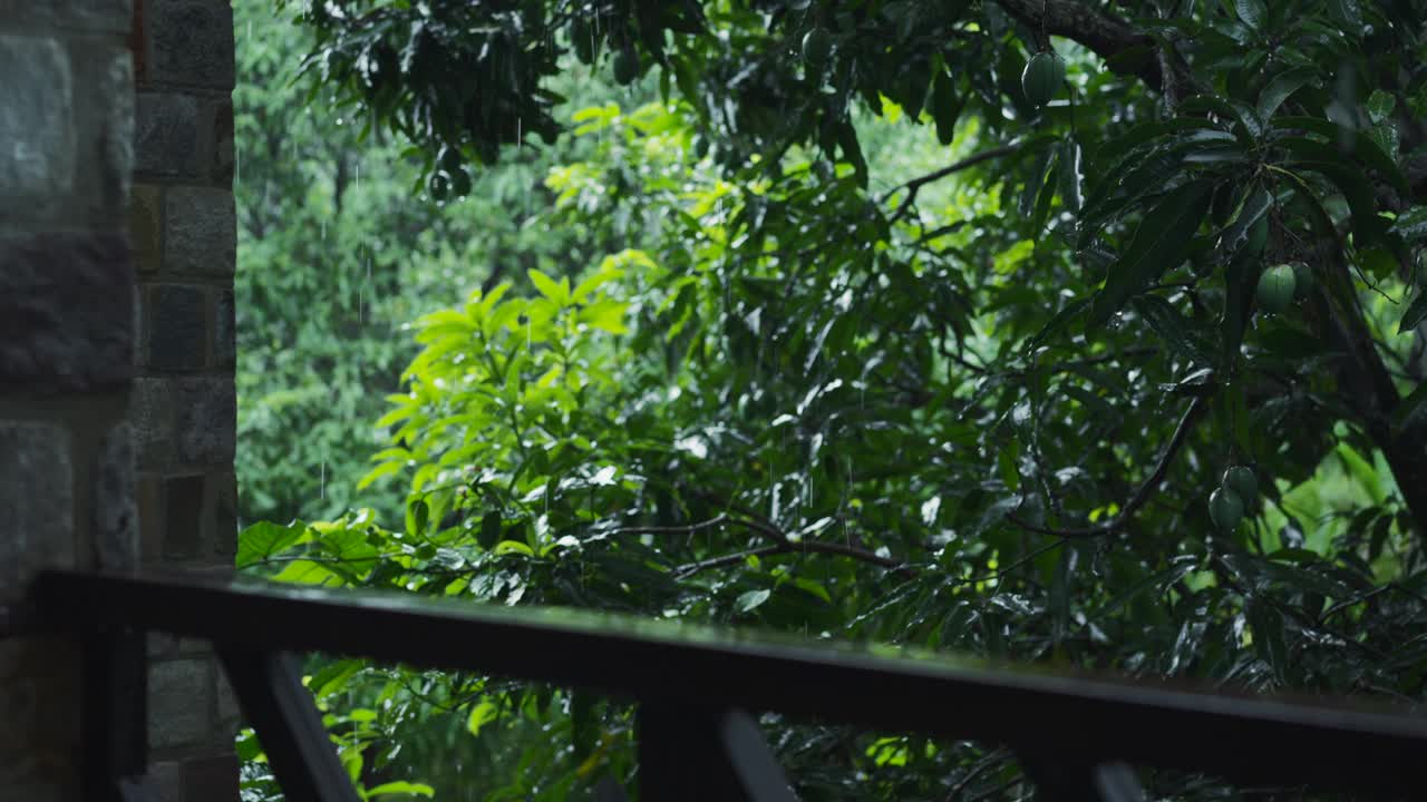 阳台俯瞰茂密的雨林，郁郁葱葱的绿色陆生植物视频素材