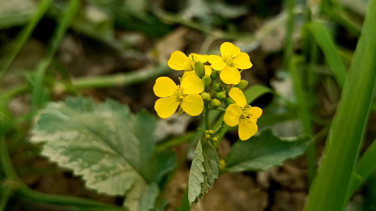 芥菜花植物视频素材