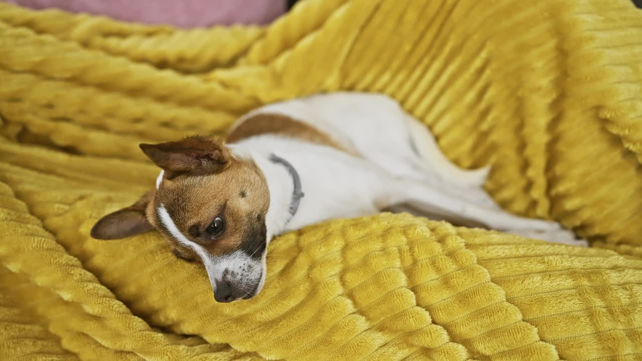 一名女子躺在沙发上休息，一只杰克罗素梗犬依偎在室内的黄色毯子里，散发着舒适和宁静。视频素材