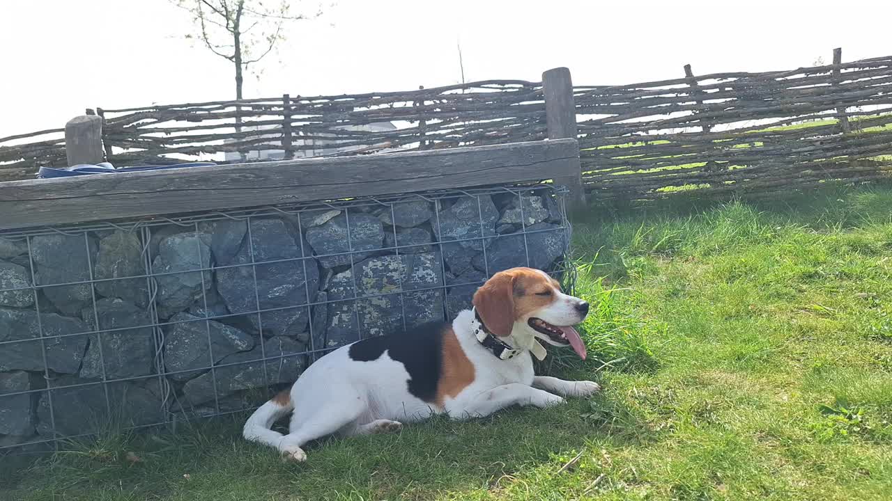 小猎犬男孩在春天的狗公园的草坪上休息。狗在狗不拴绳区。快乐的狗狗在公园里放松。视频素材