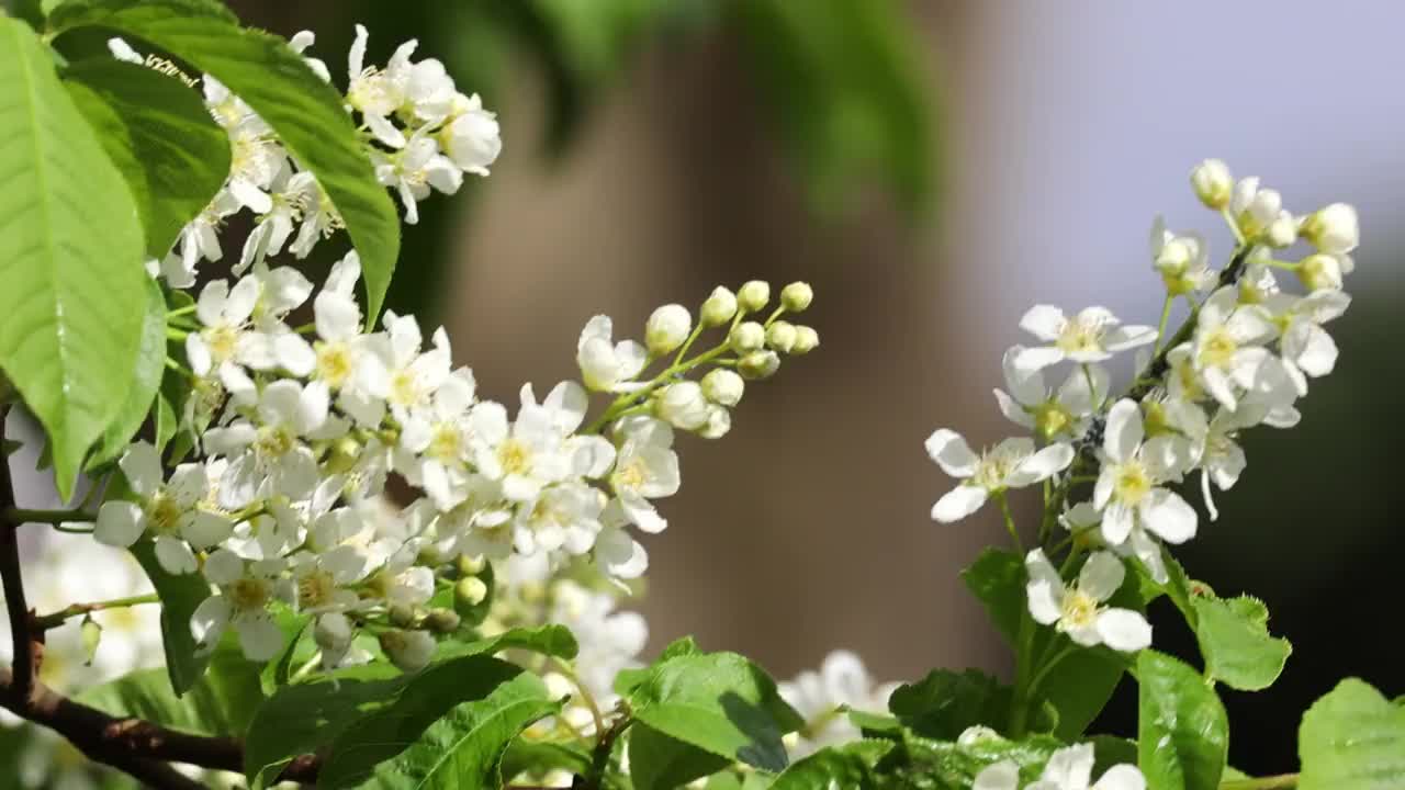 一棵开着白花的树正怒放着视频素材