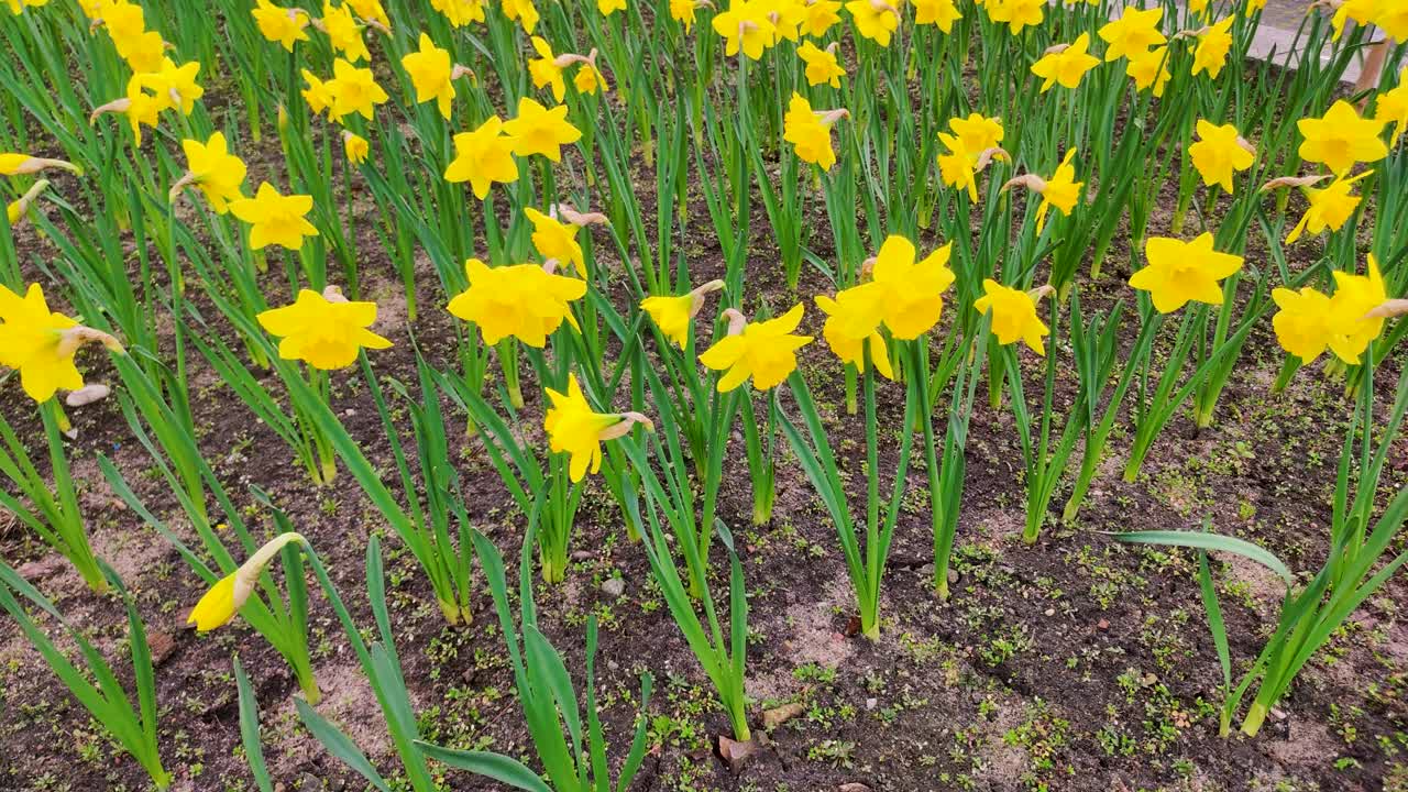 水仙花或水仙花。视频下载