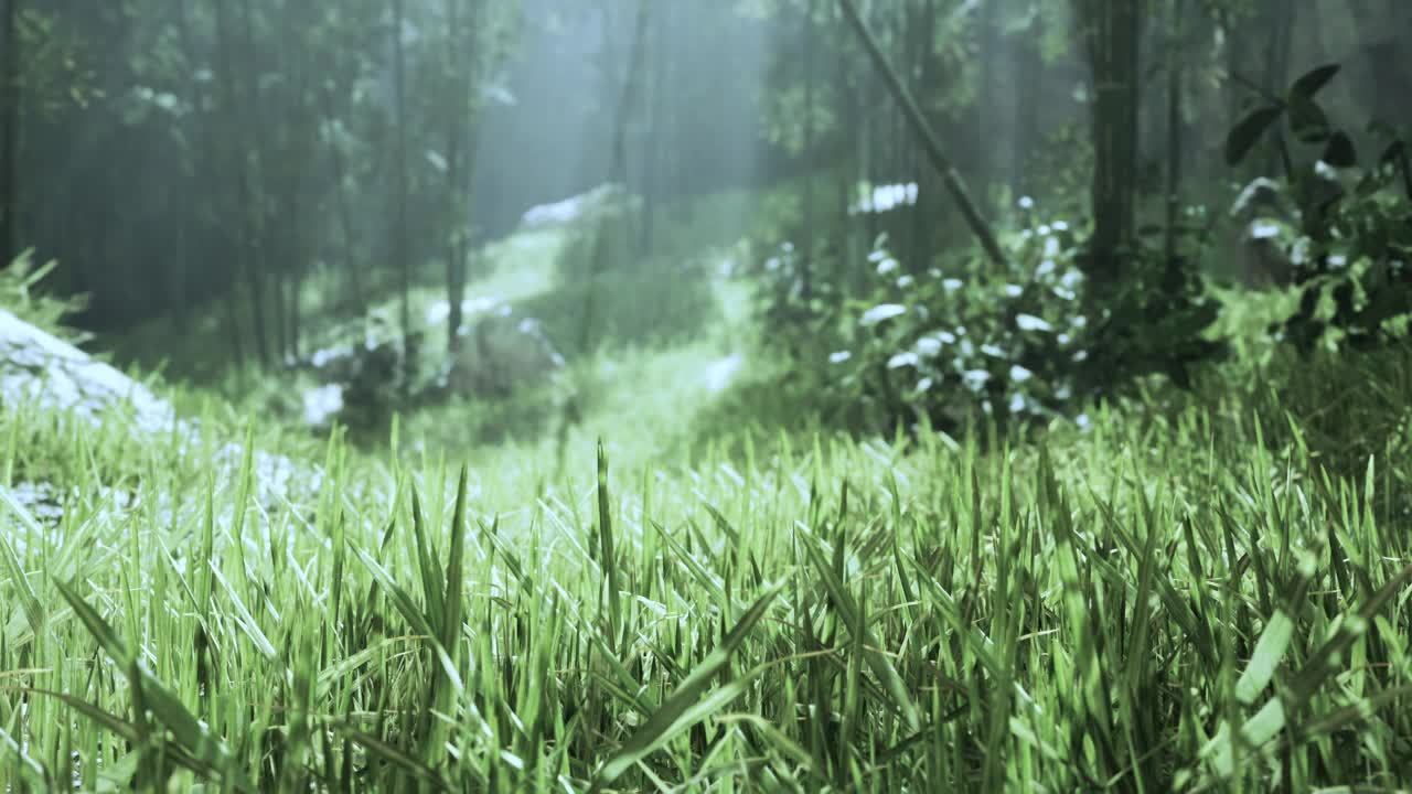 热带雨林中的竹林景观视频素材