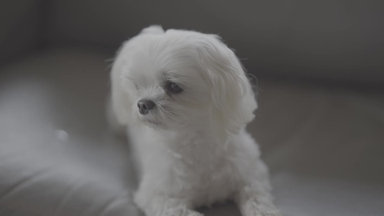 茶杯型的马耳他犬，以其顽皮和深情的天性而闻名视频素材