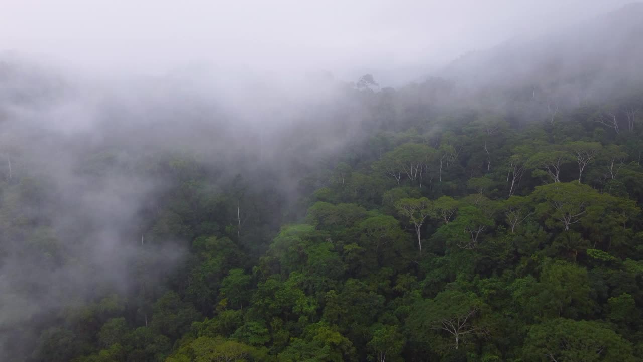 在哥伦比亚的明卡，一架无人机在茂密的热带雨林的树梢上穿过薄雾和低垂的云层视频素材