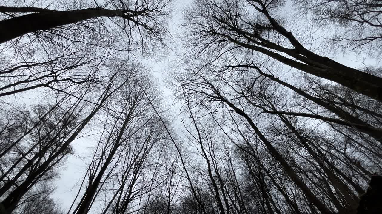 森林，树木，苔藓，树根视频素材