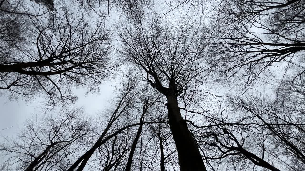 森林，树木，苔藓，树根视频素材