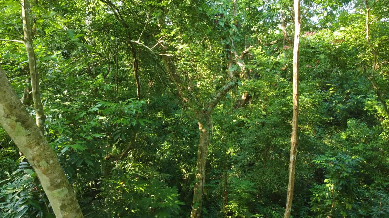 在哥伦比亚明卡的热带森林中，无人机穿过树木和茂密的植被，视频素材