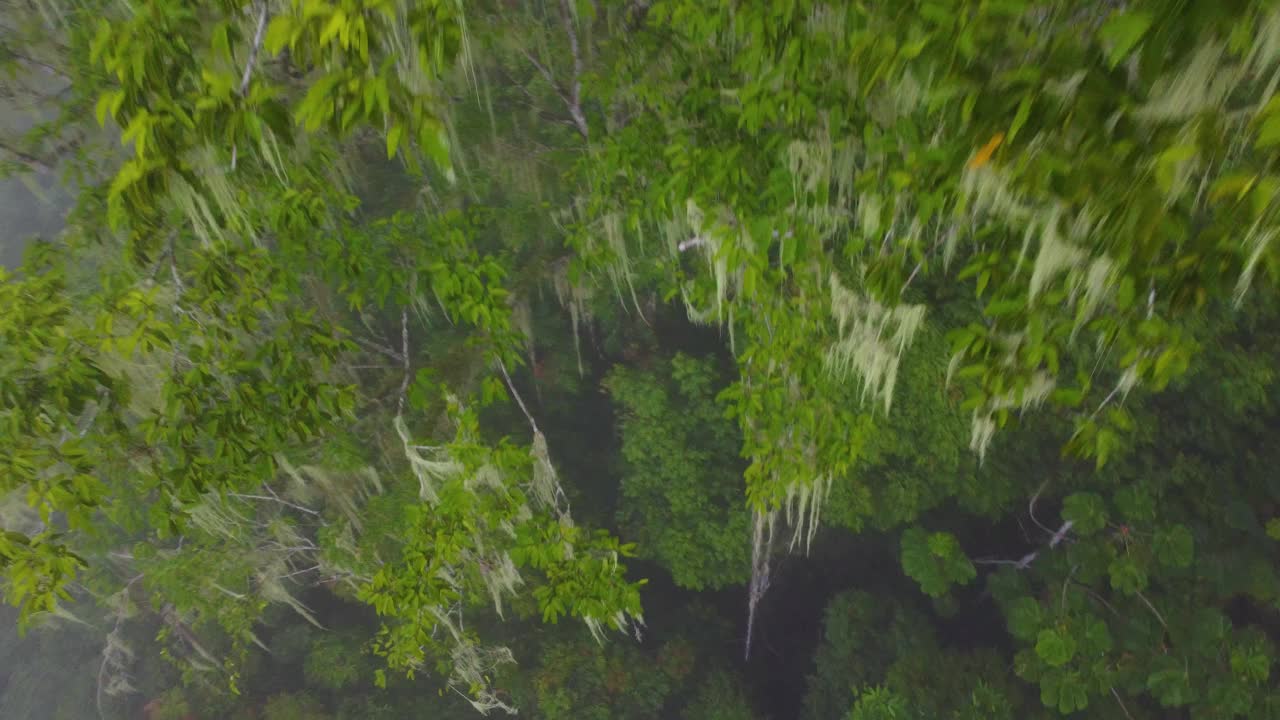 壮观的空中无人驾驶飞机从哥伦比亚明卡的树枝上挂满了地衣的森林的树梢上拍摄下来视频素材