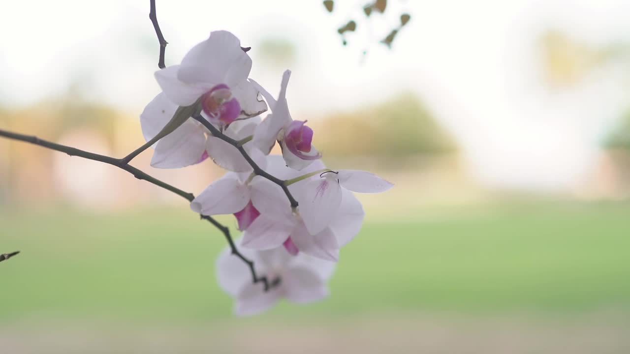 蛾子兰花花，白色中带紫色，特写视频素材