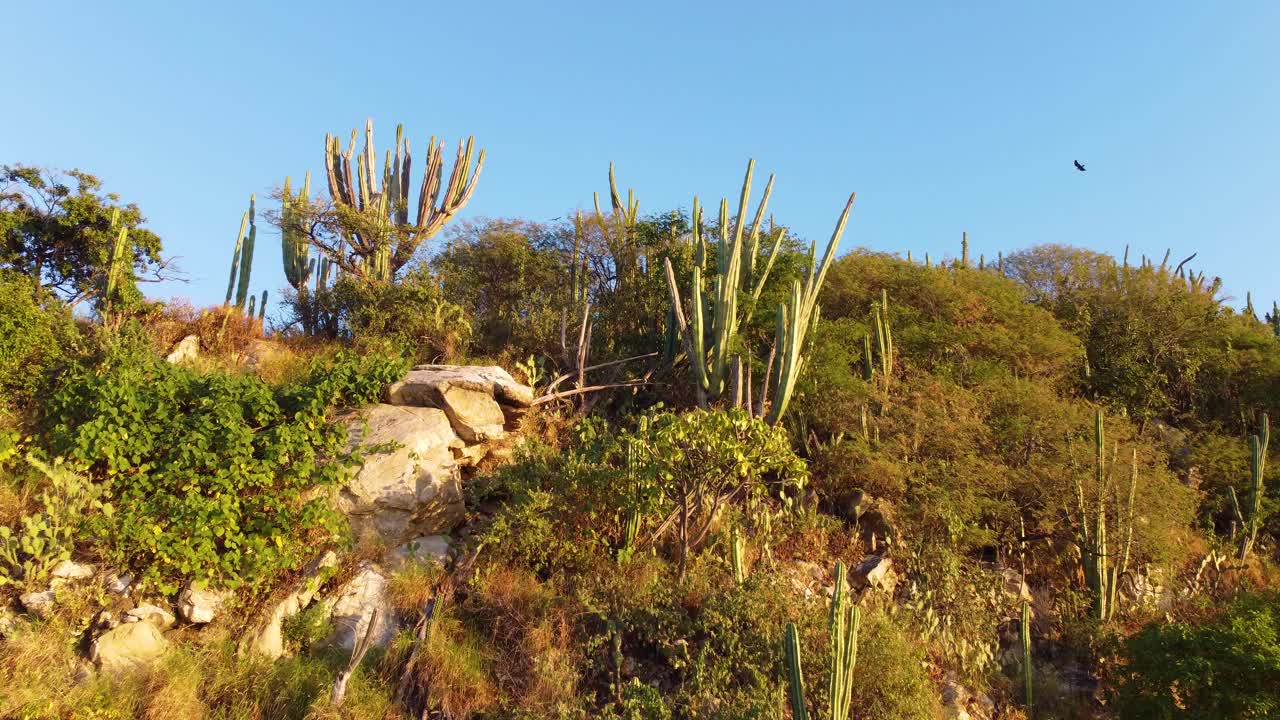 在哥伦比亚的圣玛尔塔，一架无人驾驶飞机从山坡上飞过，山坡上长满了仙人掌、树木和灌木，周围是一片干旱的土地视频素材