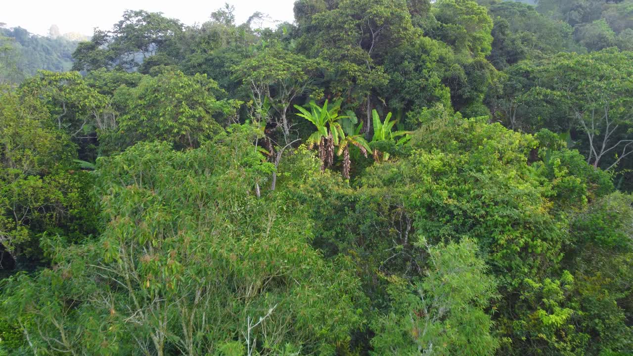 南美洲的绿色植物，丛林里的香蕉树，在树林中飞行，在空中飞行视频素材